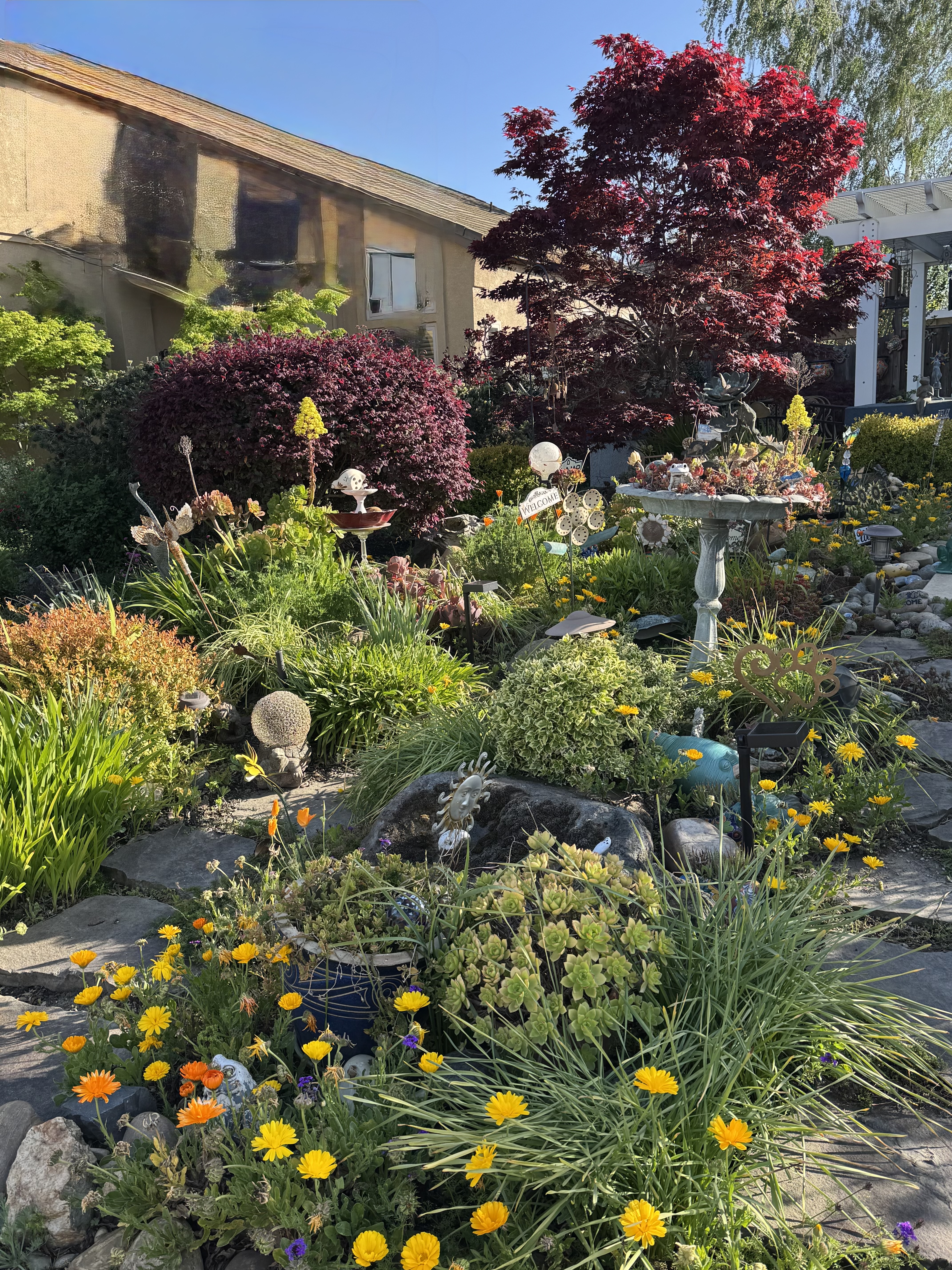 My Crazy Front Yard