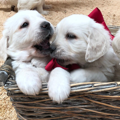 6 weeks old