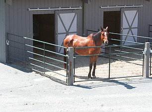 Horse in arena stall