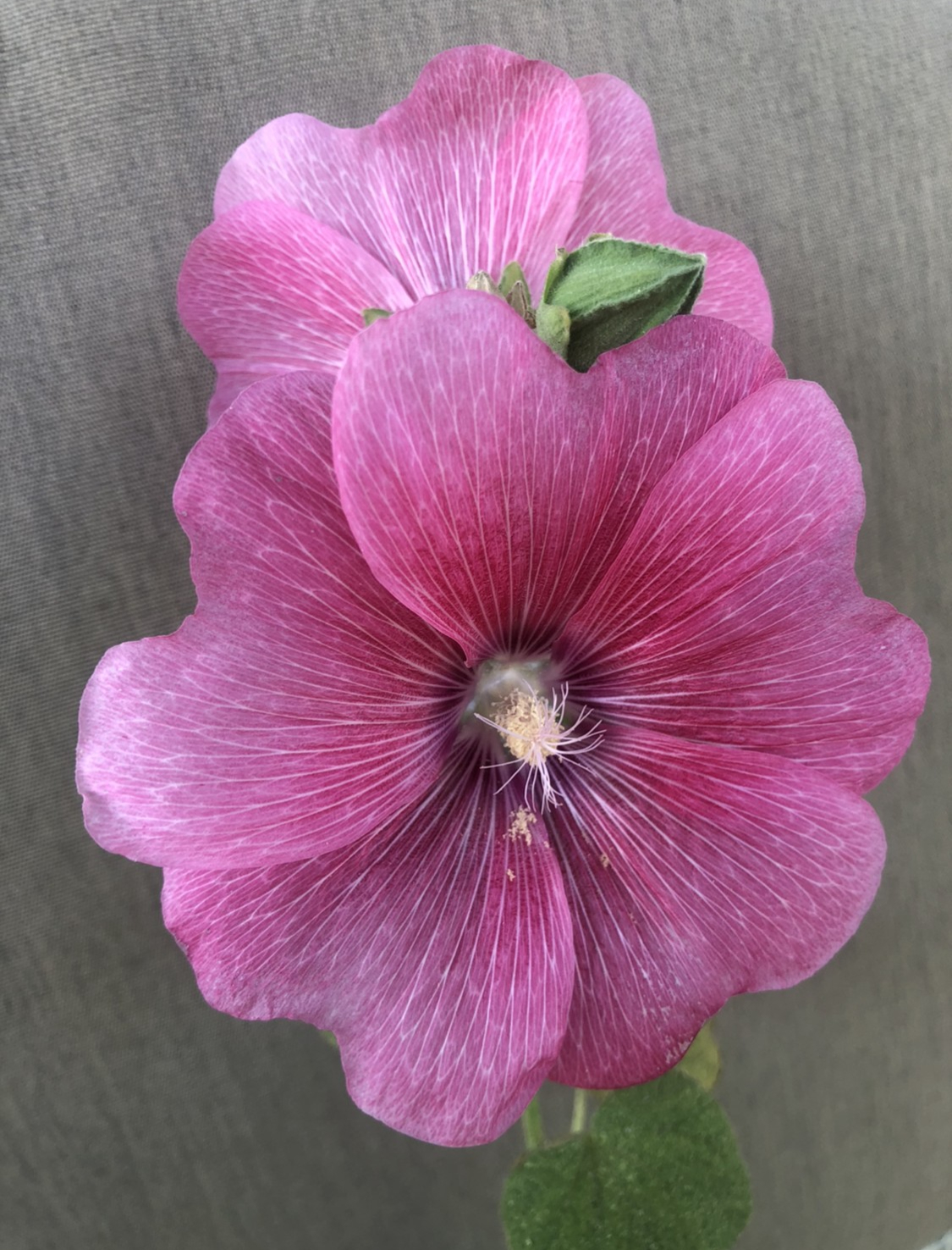 Pink Hollyhock
