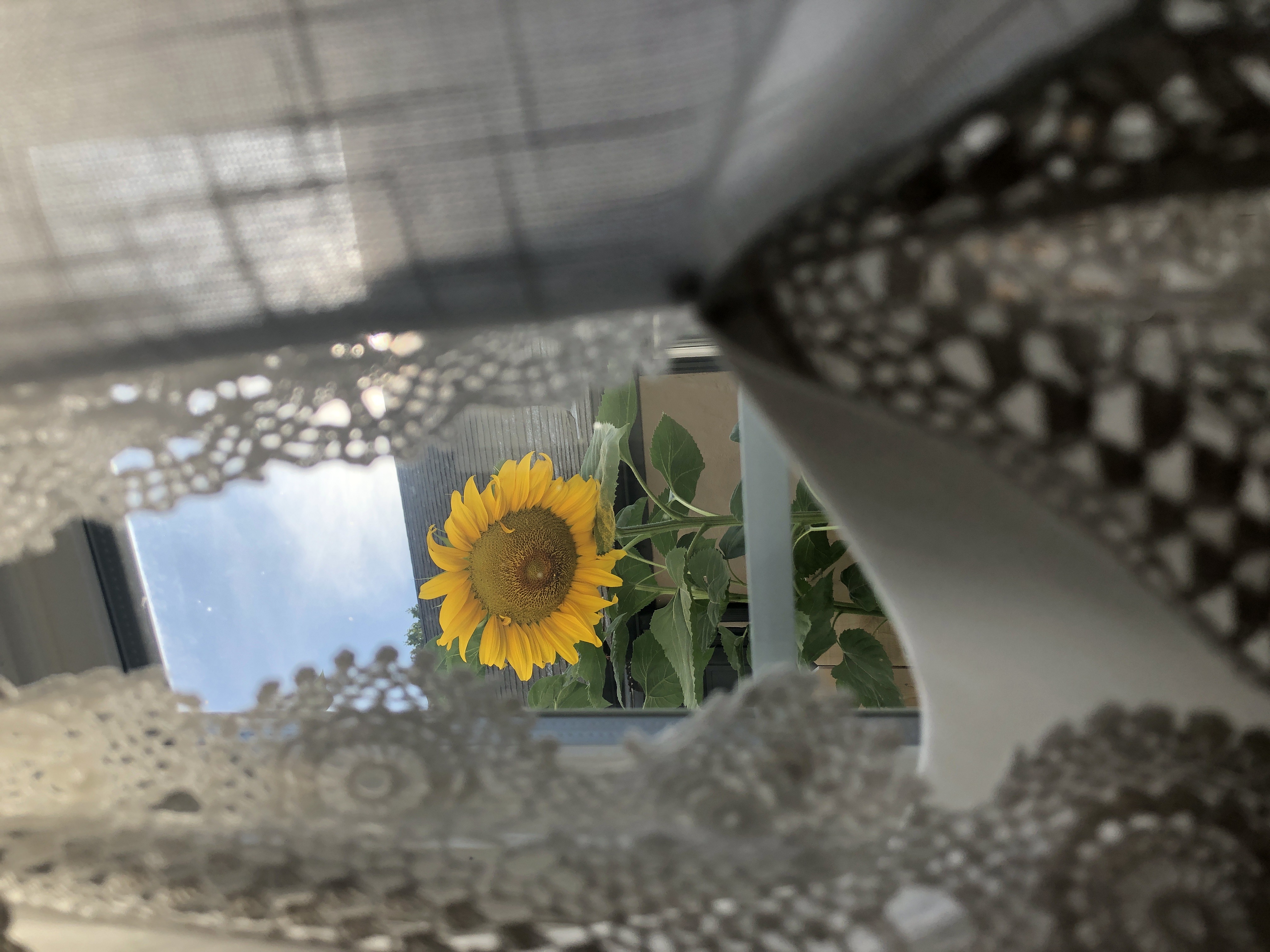 Mammoth Russian Sunflower