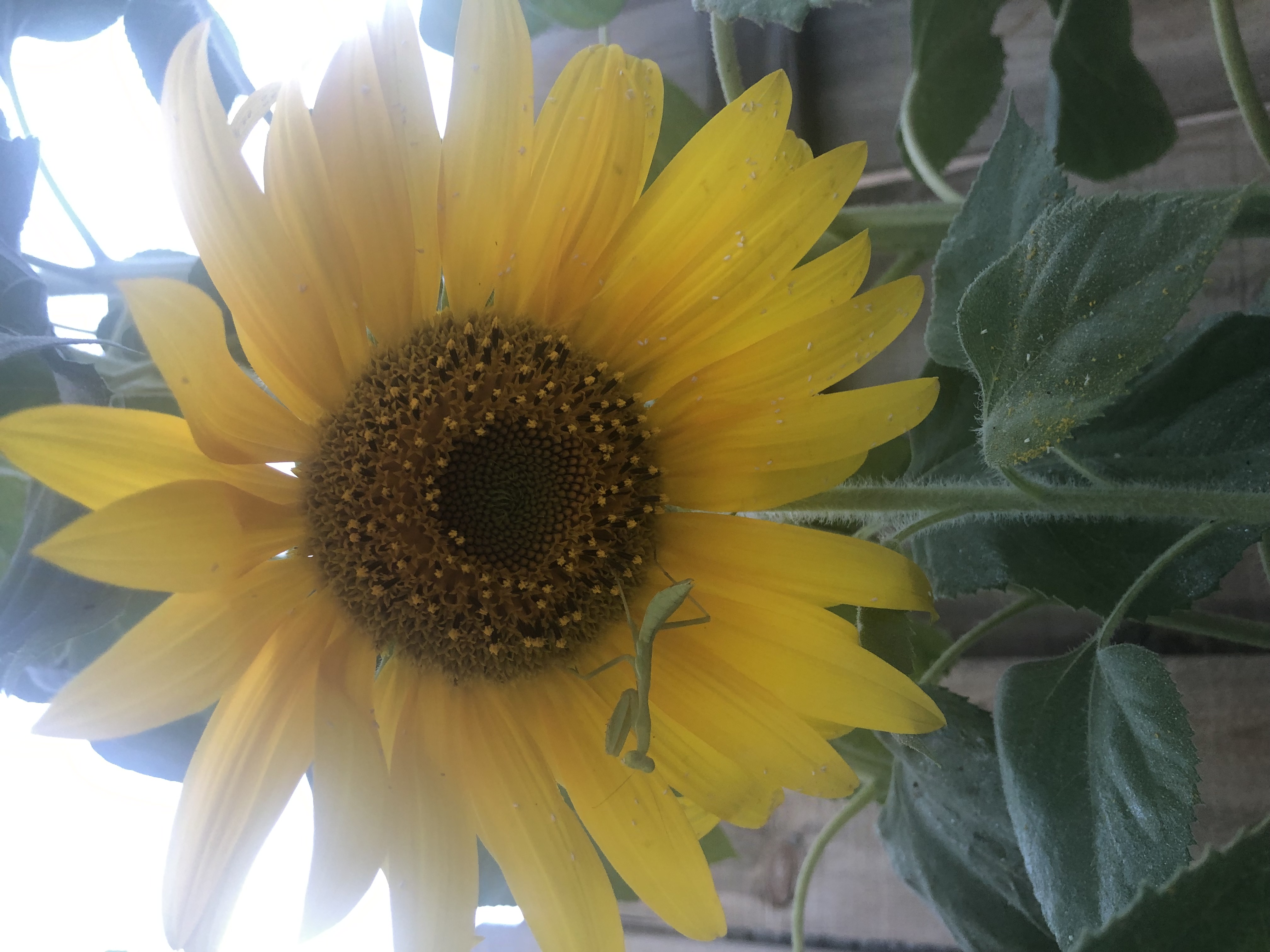 Praying Manis Visiting Mammoth Russian Sunflower