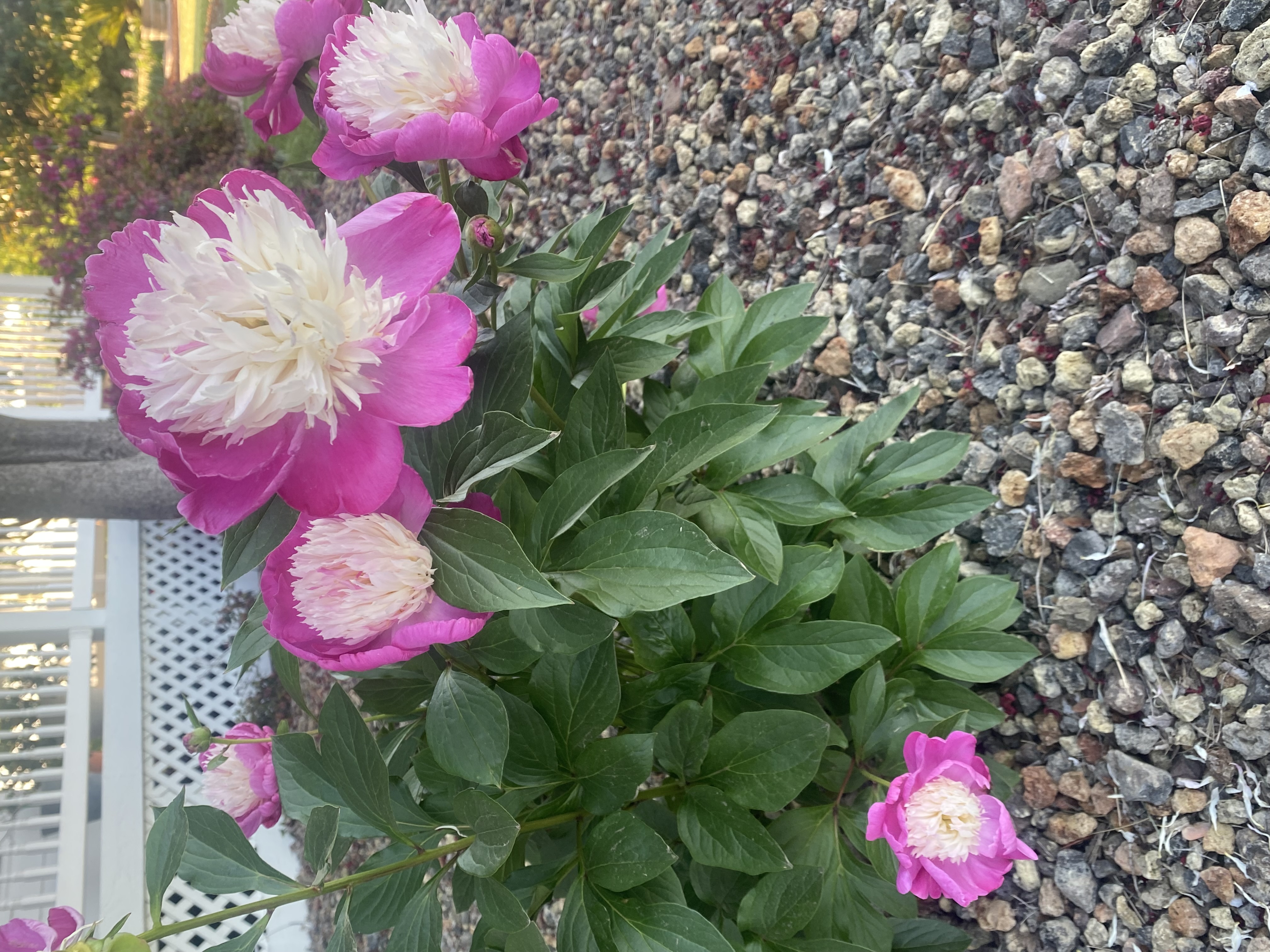 Sorbet Peony