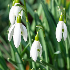 Snowdrop
