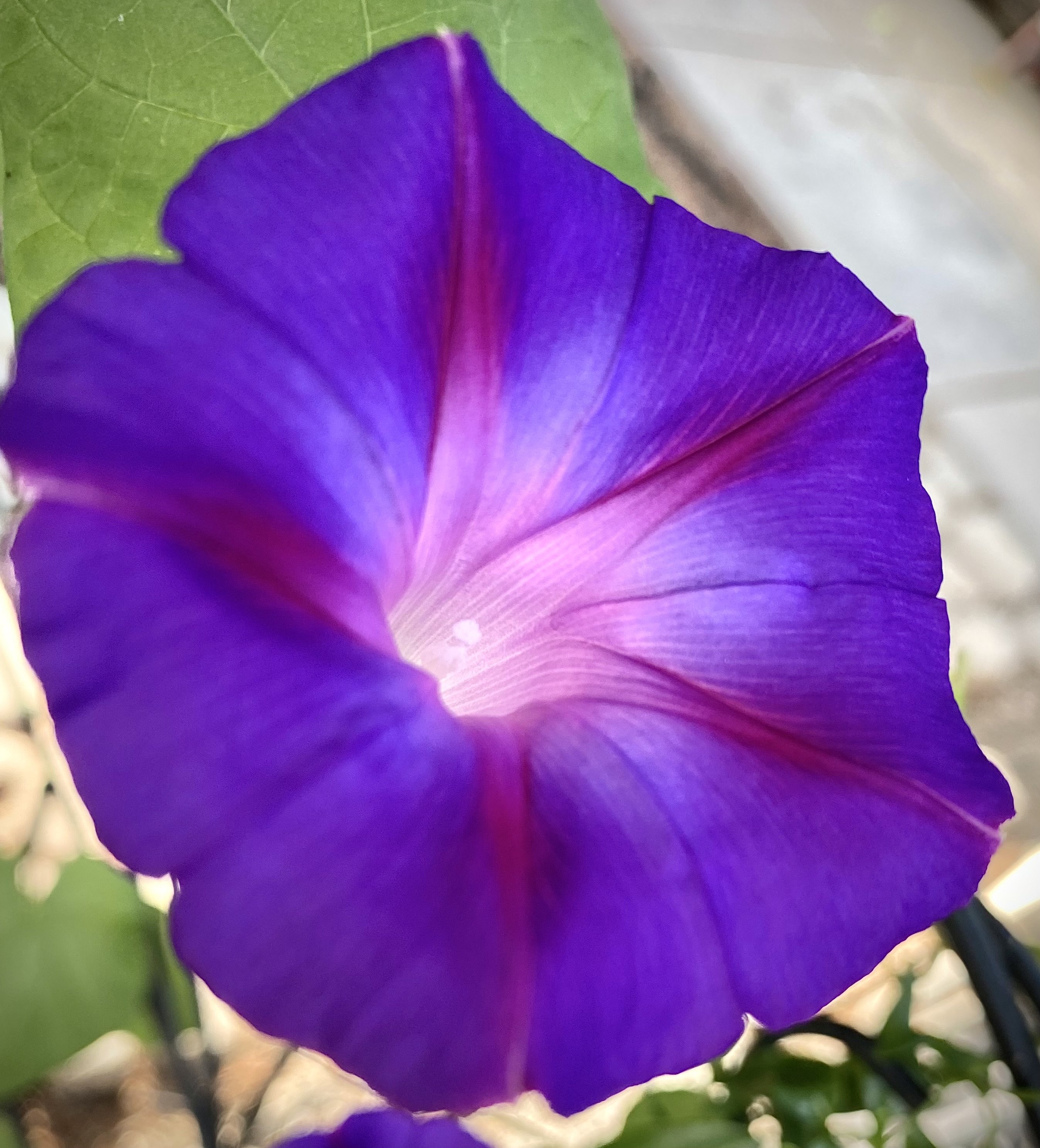 Morning Glory