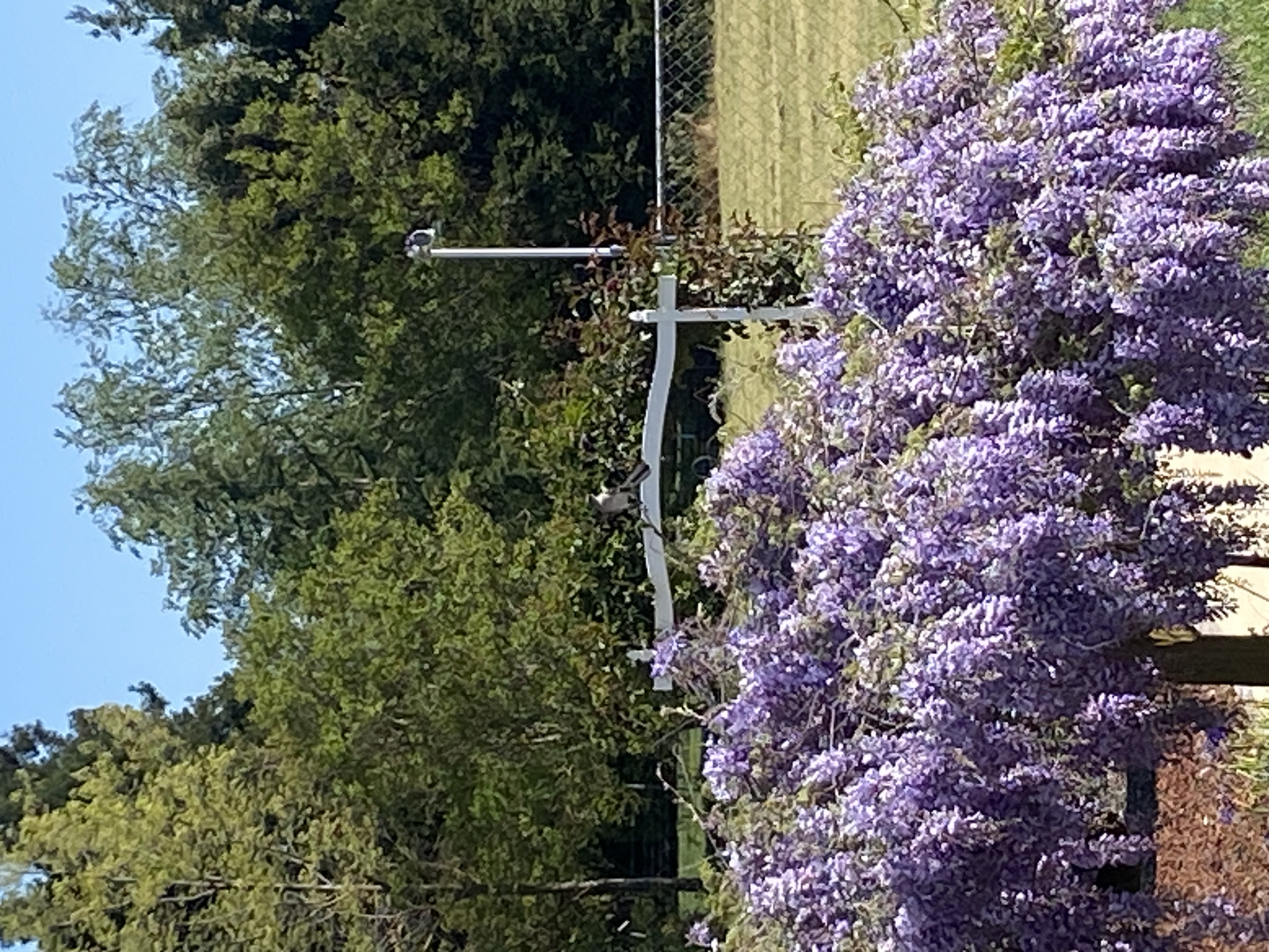 Wisteria