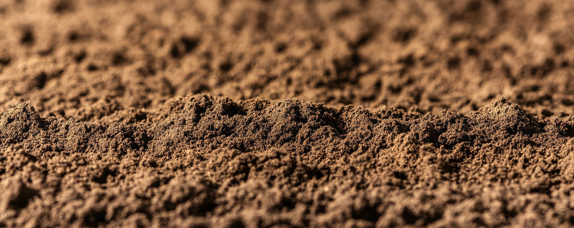 Sandy Loam soil