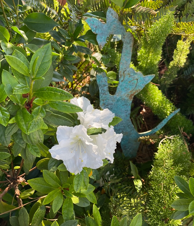 White Azalea