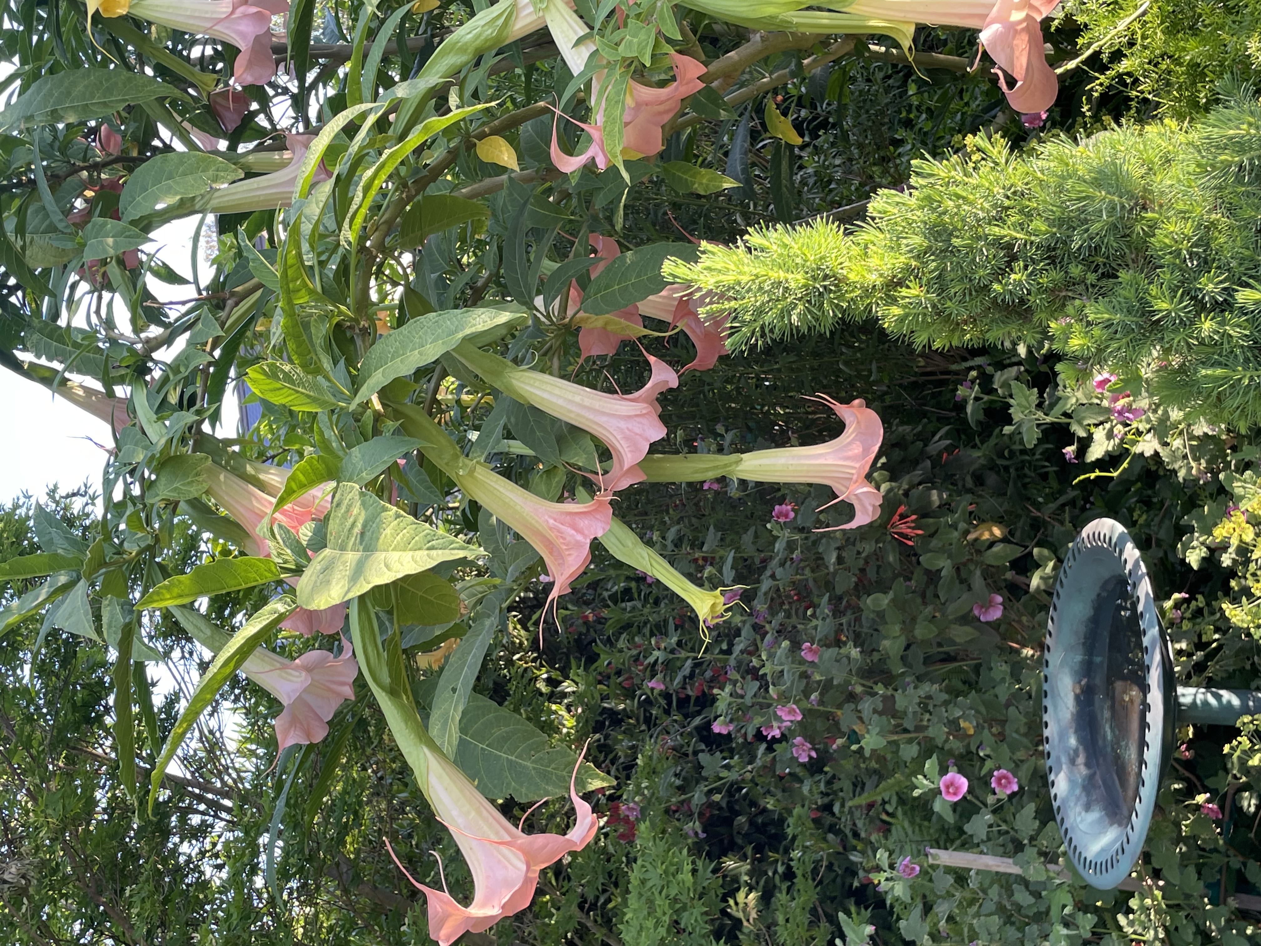 Brazil's Angel Trumpet