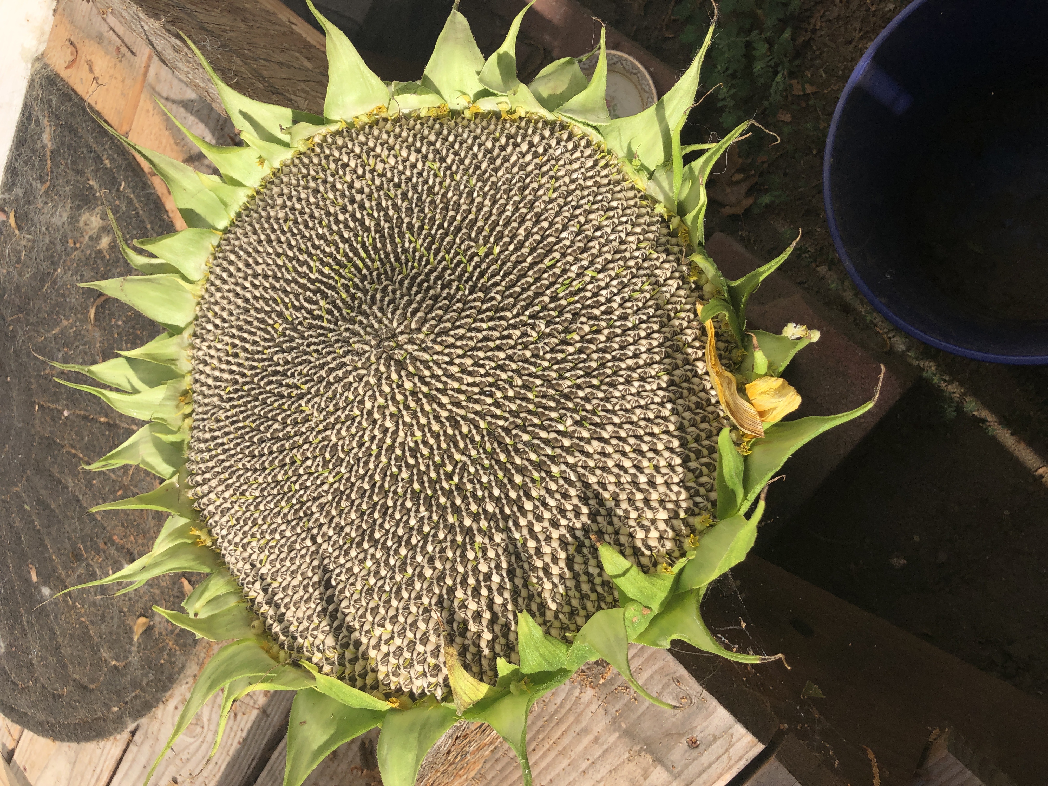Heirloom Mamoth Russio Sunflower