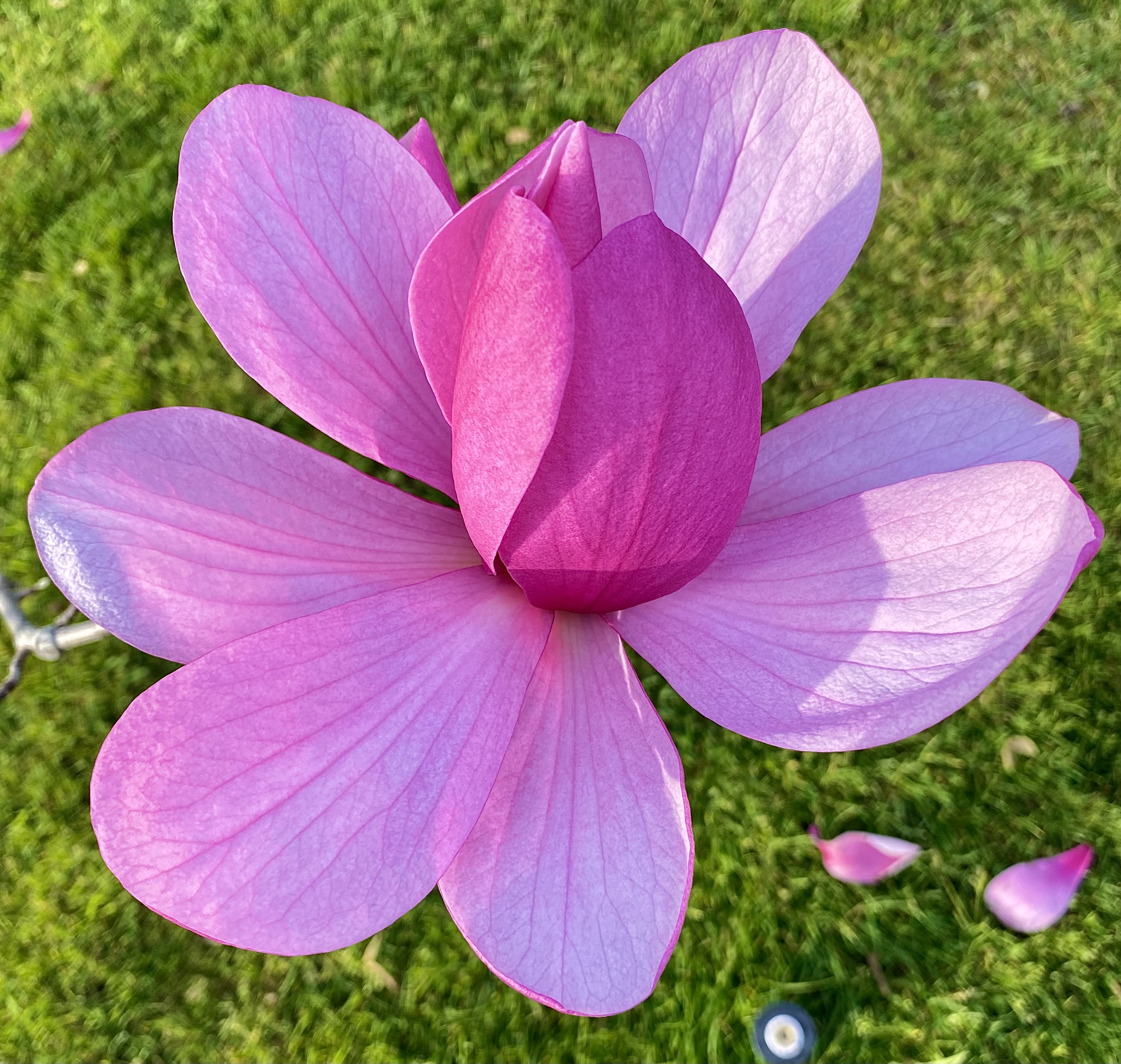 Tulip Tree Blossom