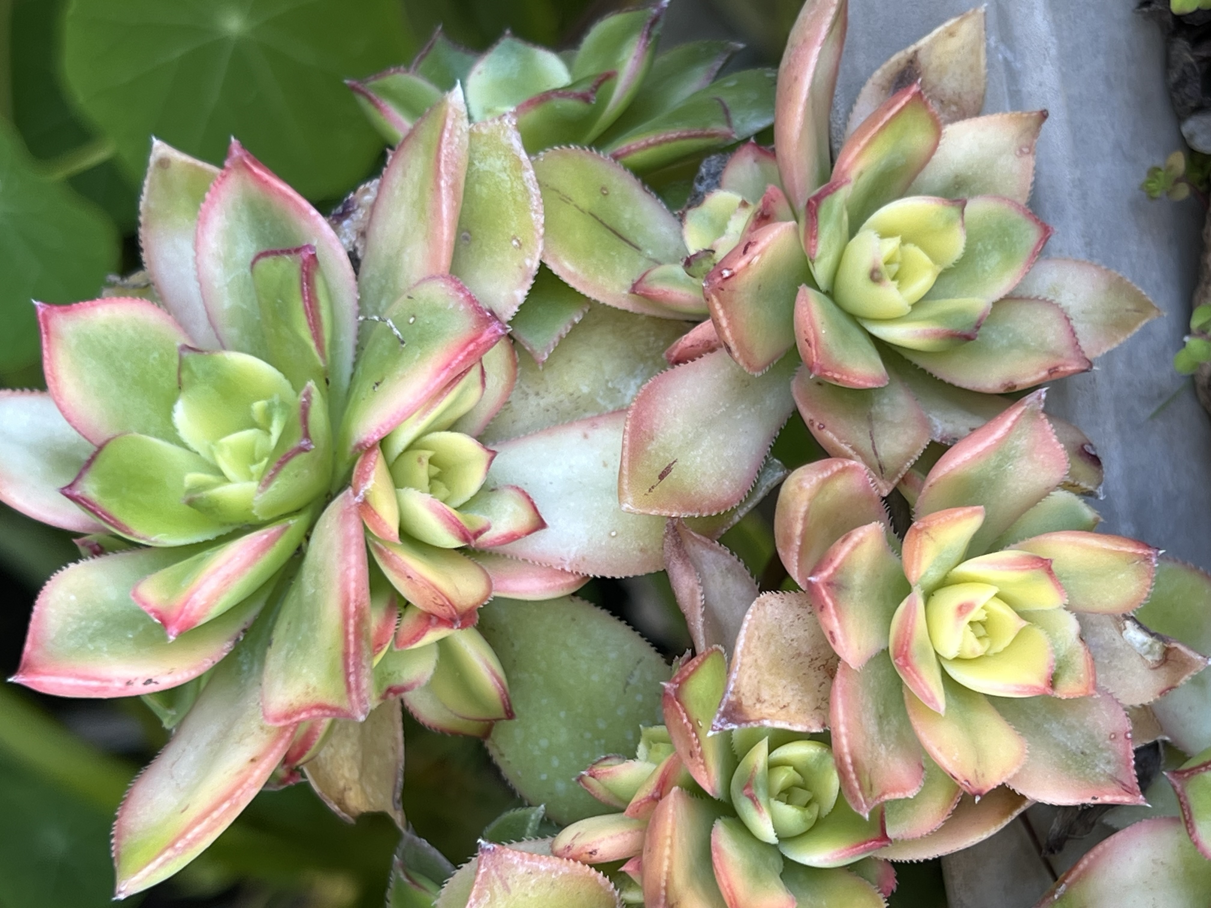Hawort's Aeonium