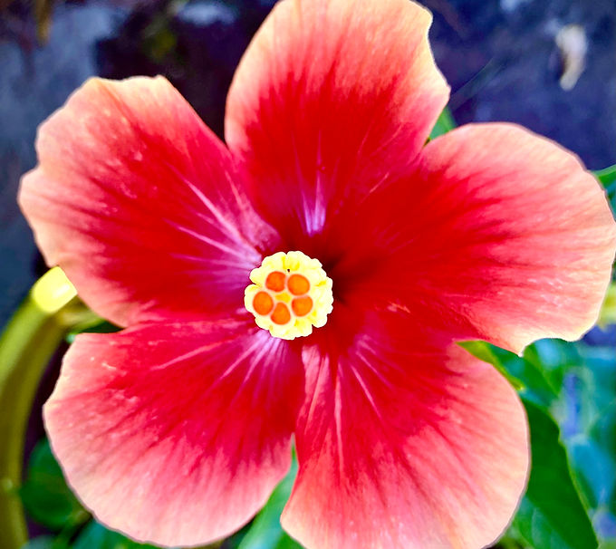 Hibiscus