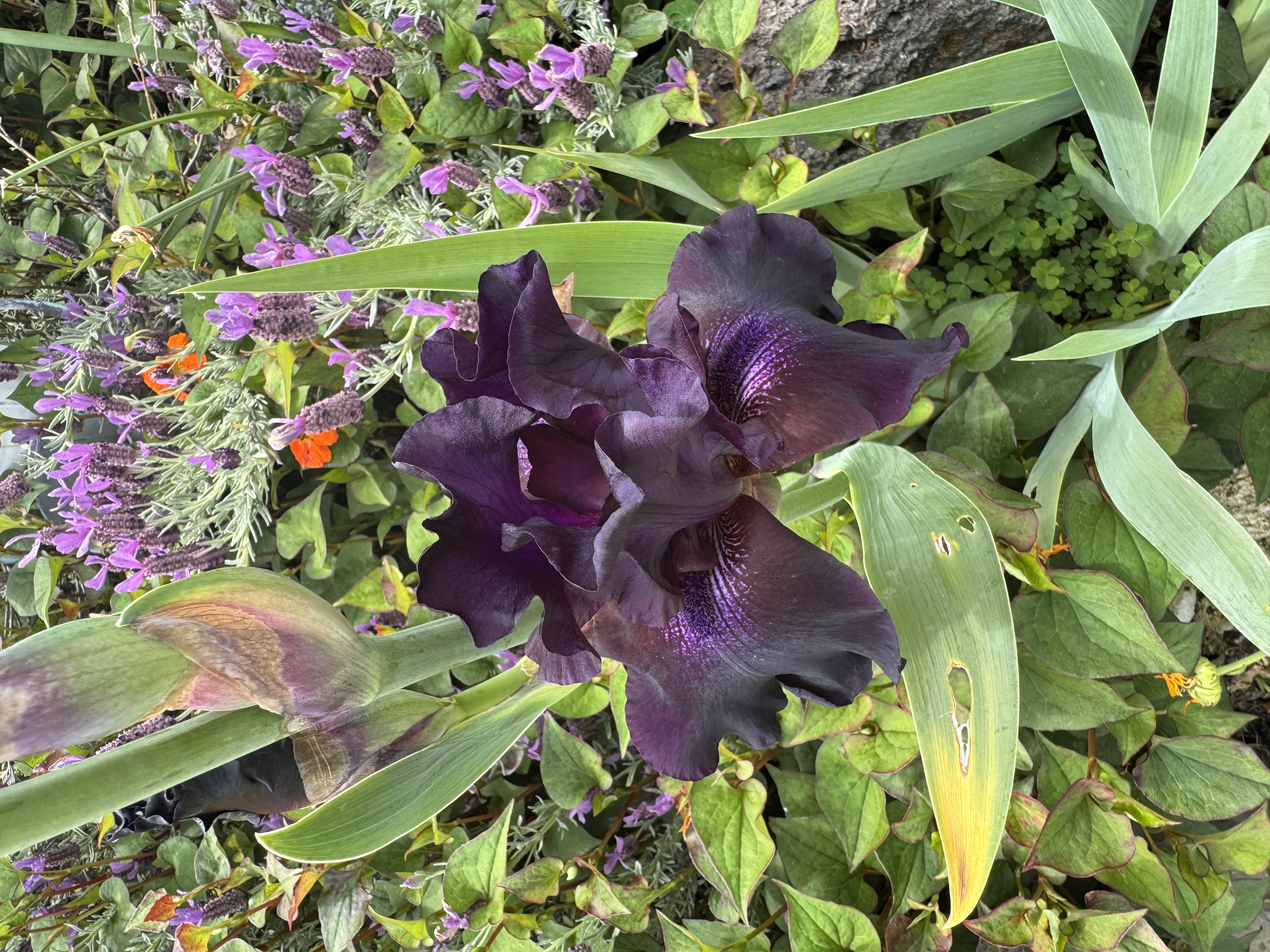 Bearded Iris