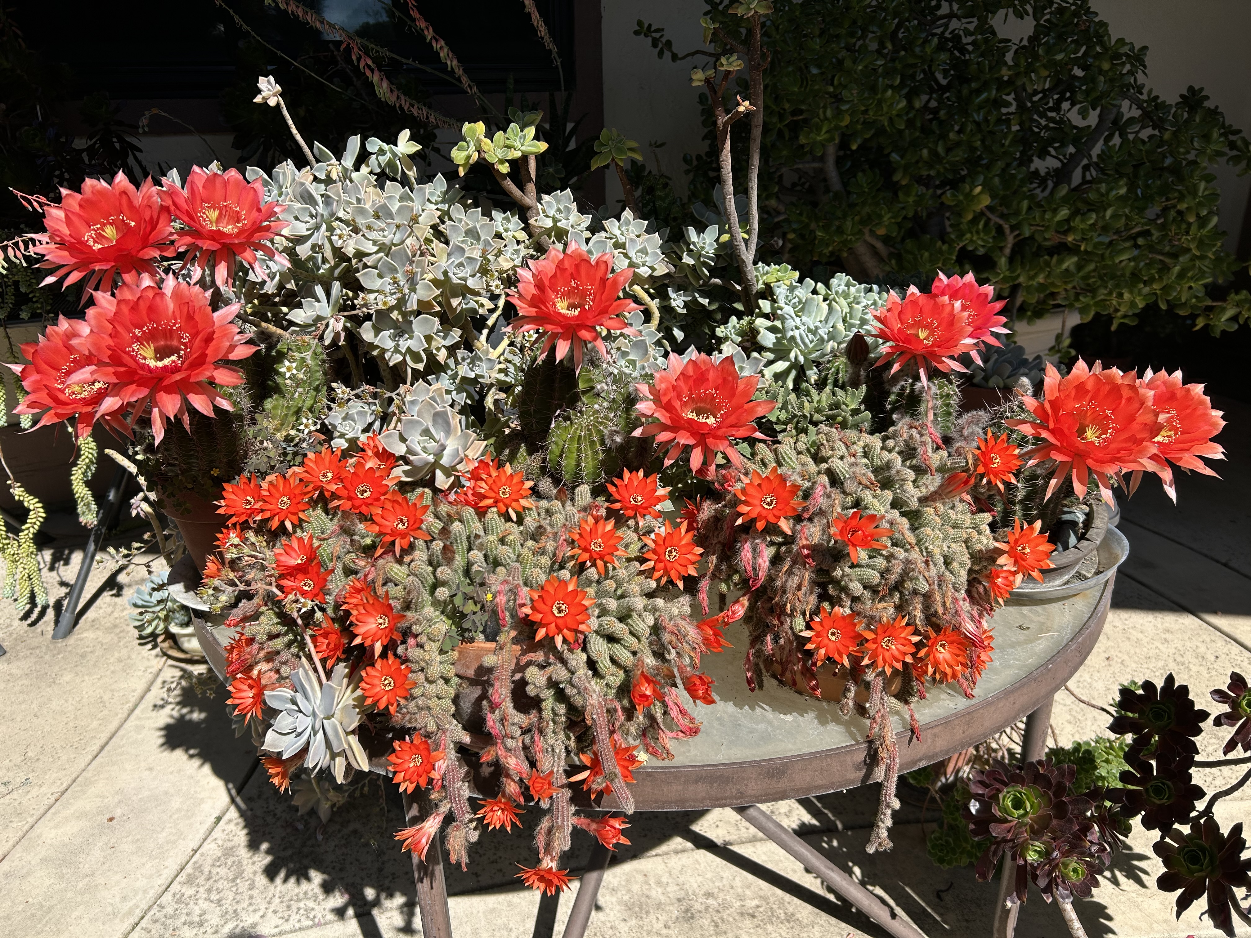 Cacti Super Bloom