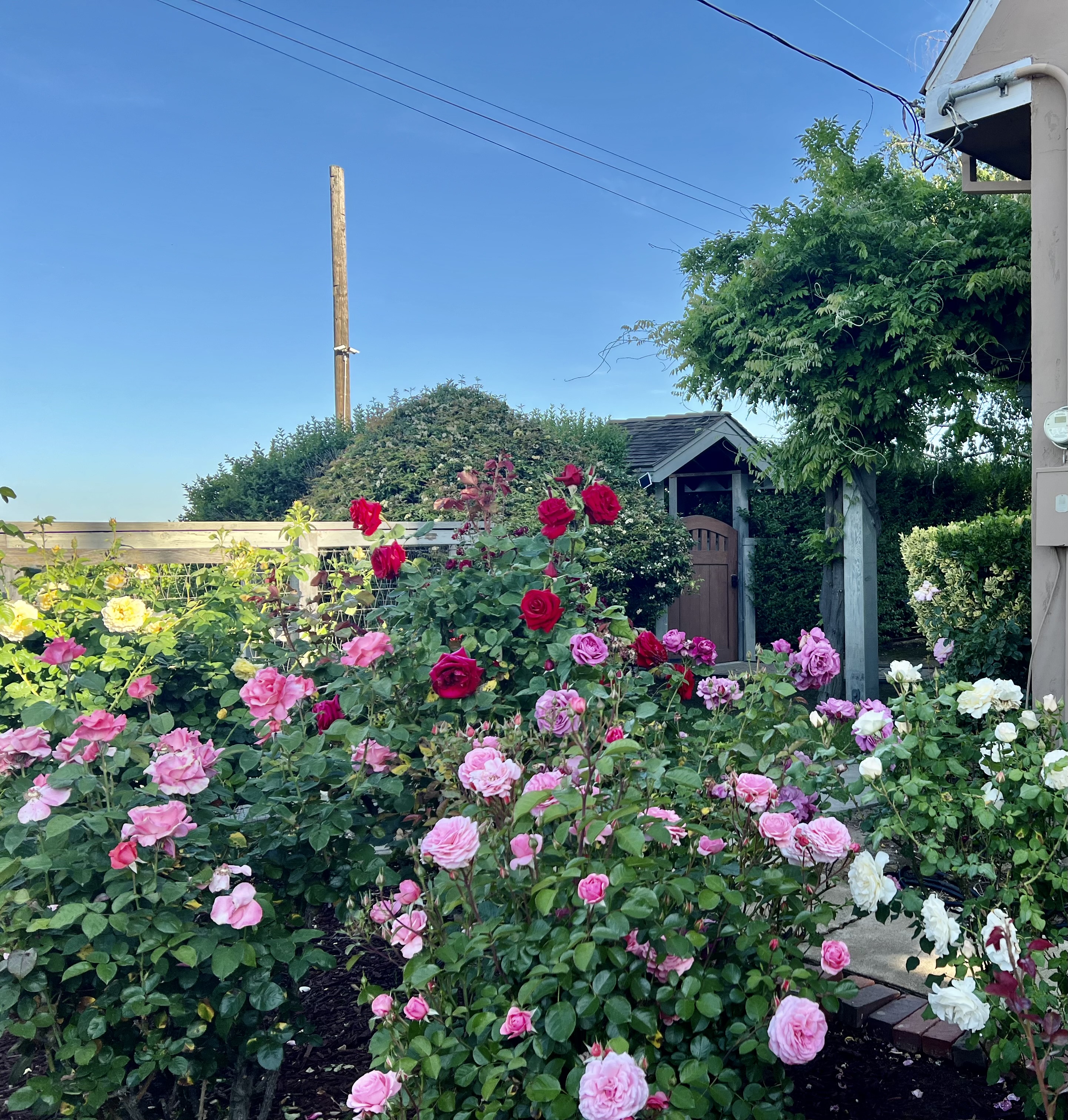 Roses