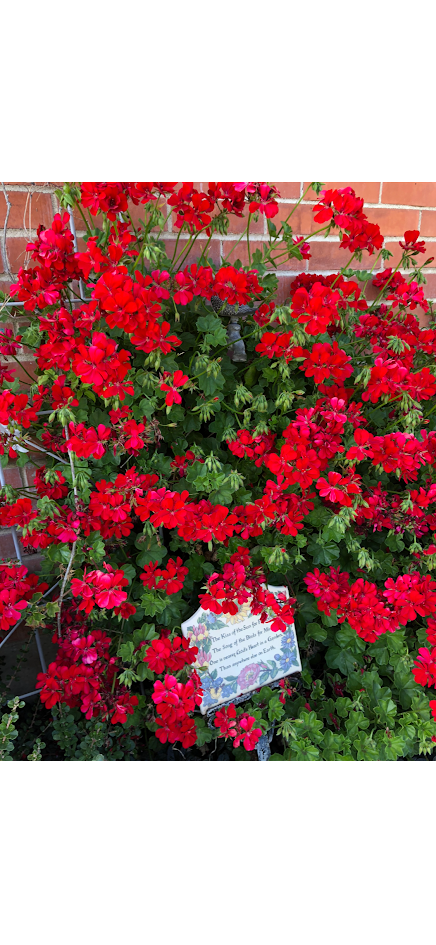 Geraniums