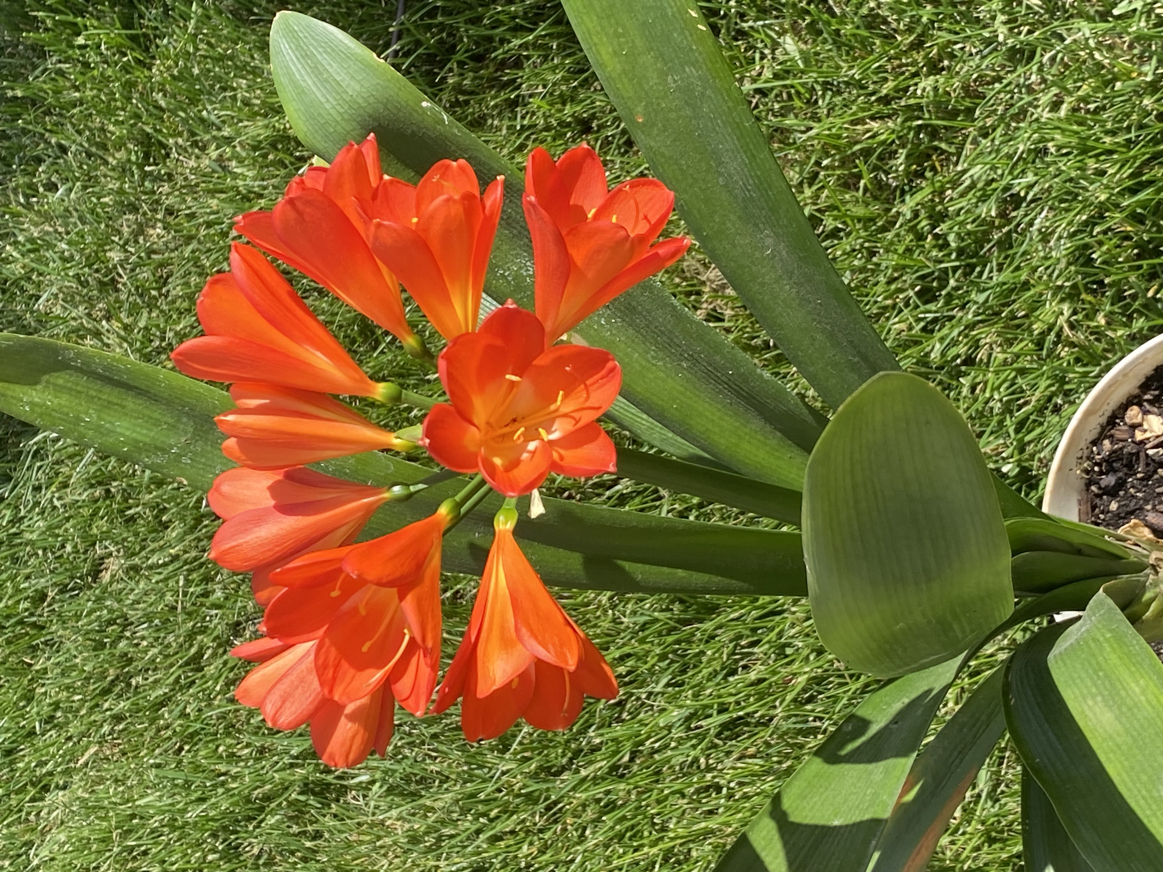 Clivia