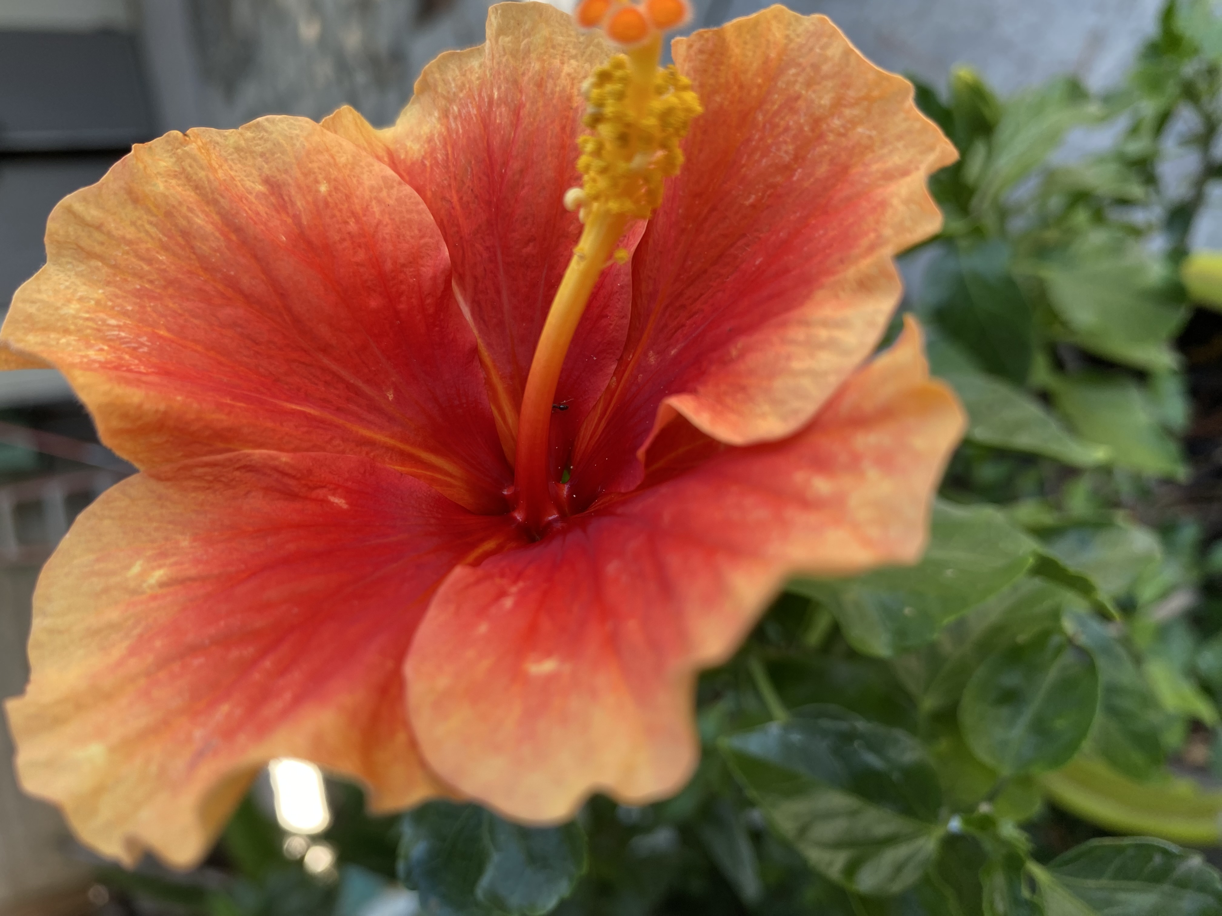 Orange Hibiscus
