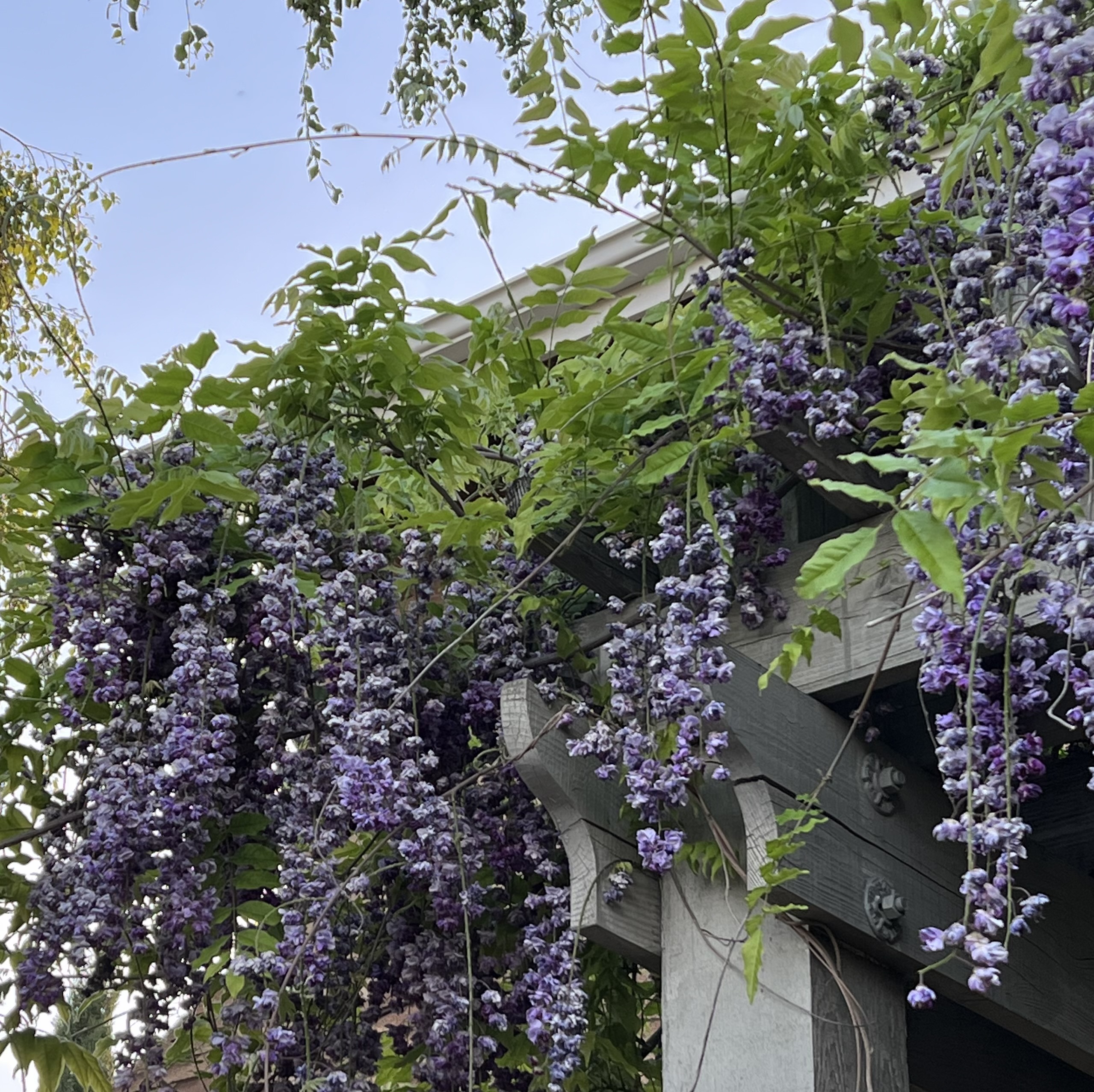 Wisteria