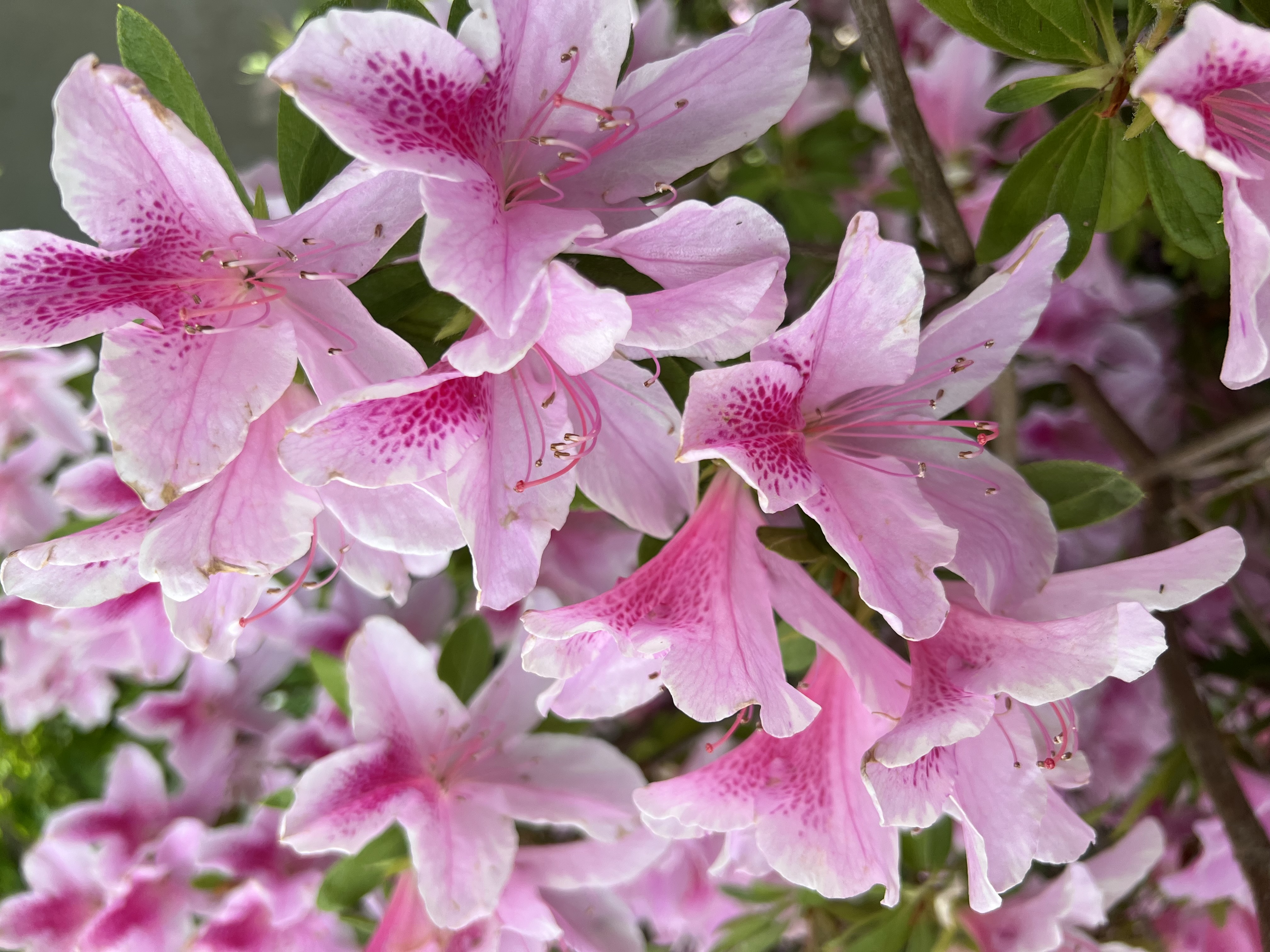 Pink Azalea