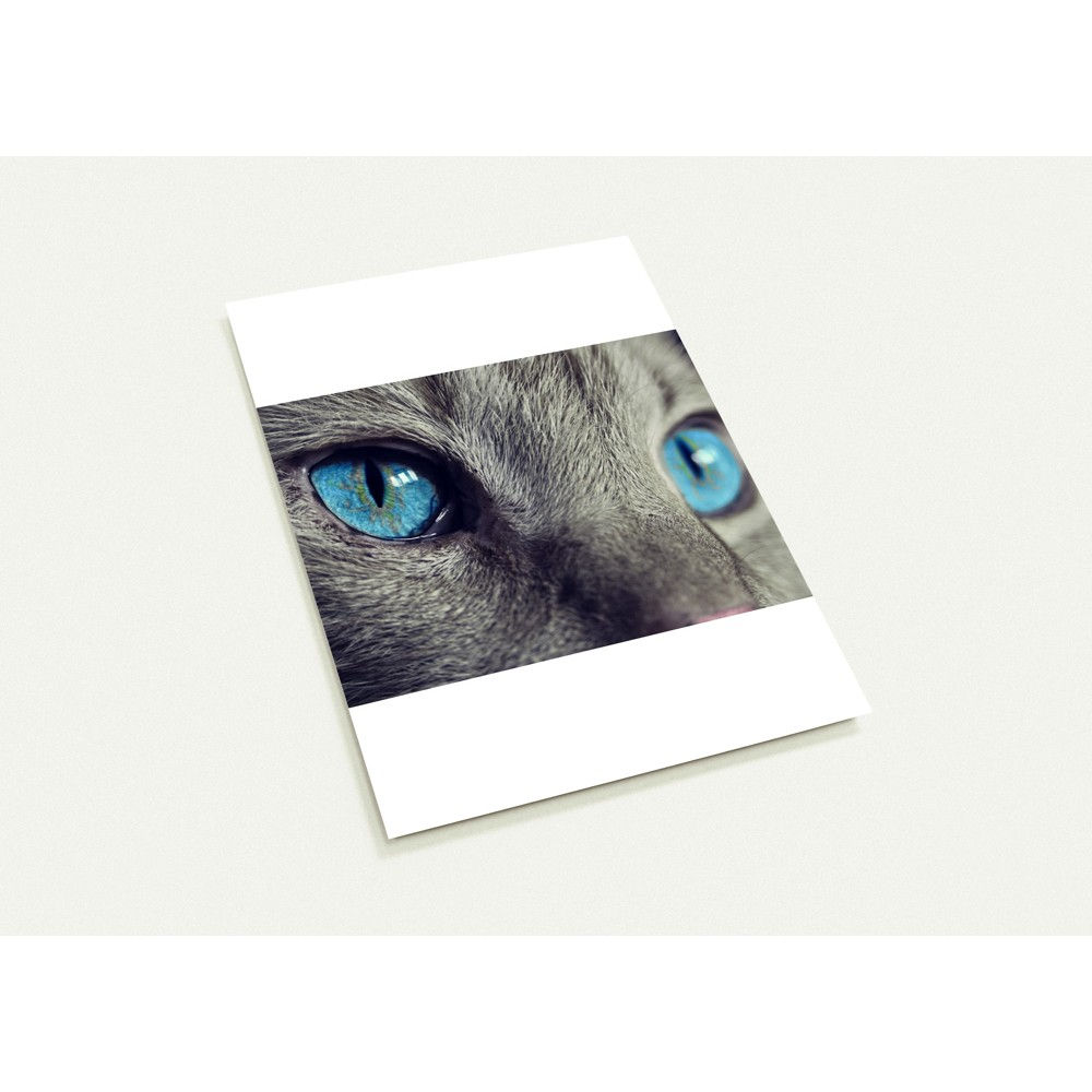 Beautiful Cat Nature Eyes