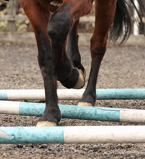 Horse trotting over poles. Showing horses leg action and suspension. Horse training. Eques