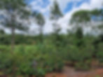 Mbiriai farms