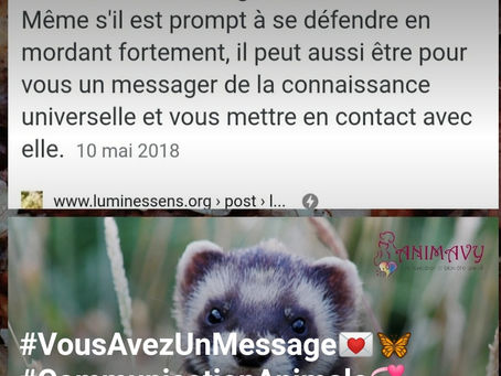 #VousAvezUnMessage💌🦋#CommunicationAnimale💞