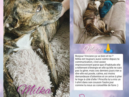 Clin d'oeil de Milka 😉🐾❤Info délai séances🌎