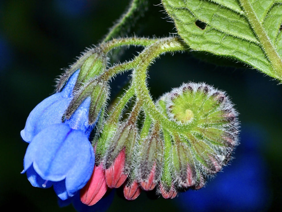 note the soft, fuzzy stem and leaves that illustrate why this plant has been used for topically healing the skin