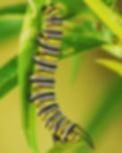 ree