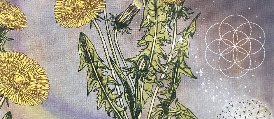 Dandelion: Nature's Persistent Healer!