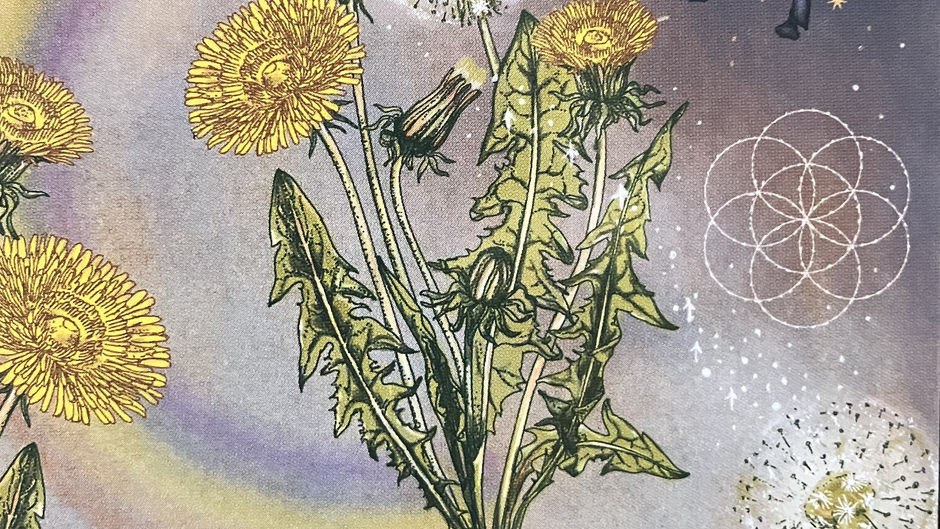 Dandelion: Nature's Persistent Healer!