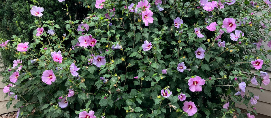 Rose of Sharon's Beauty & Blessings