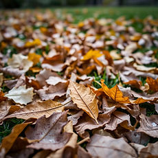 A close up on leaves laying on the ground in a yard.jpg