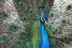 Pretty in Peacock