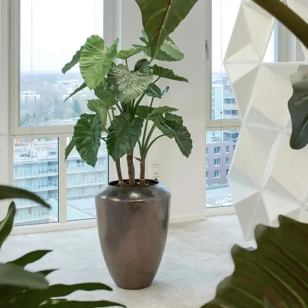 Thumbnail: Alocasia Calidora Kunstplant – Levensecht