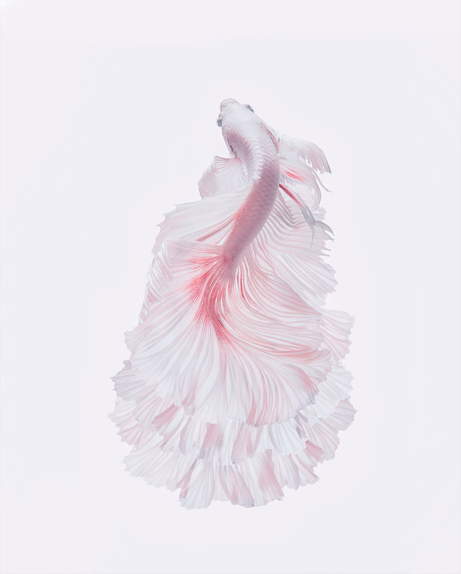 Ontdek de Pracht van Art-Empire's Collecties

Breng elegantie in elk interieur met onze verfijnde collecties, ontworpen om de tand des tijds te doorstaan.

Materialen van Ongeëvenaarde Kwaliteit

Wij streven naar de hoogste standaard in materialen, waardoor uw kunstwerk zijn scherpte en kleuren behoudt. Ons Plexiglas staat bekend om zijn luxueuze uitstraling, perfect voor musea en galerieën.

Een Breed scala aan Hoogwaardige Materialen

Kristalhelder Galerie-Plexiglas (5 mm dik): Voor een stijlvolle afwerking.
Galerie-Plexiglas met Dibond achterplaat: Combineert elegantie met duurzaamheid.
Mat Dibond: Modern en weerbestendig, geschikt voor binnen en buiten.
Tijdloos Canvas: Brengt kleuren tot leven met een klassieke uitstraling.
Praktische Akoestische Panelen: Milieuvriendelijke oplossing voor galmende ruimtes.
Ophangsysteem voor Optimaal Gemak

Onze Plexiglas- en Dibond-kunstwerken zijn voorzien van een stijlvol ophangsysteem voor een zwevende look en extra versteviging tegen kromtrek