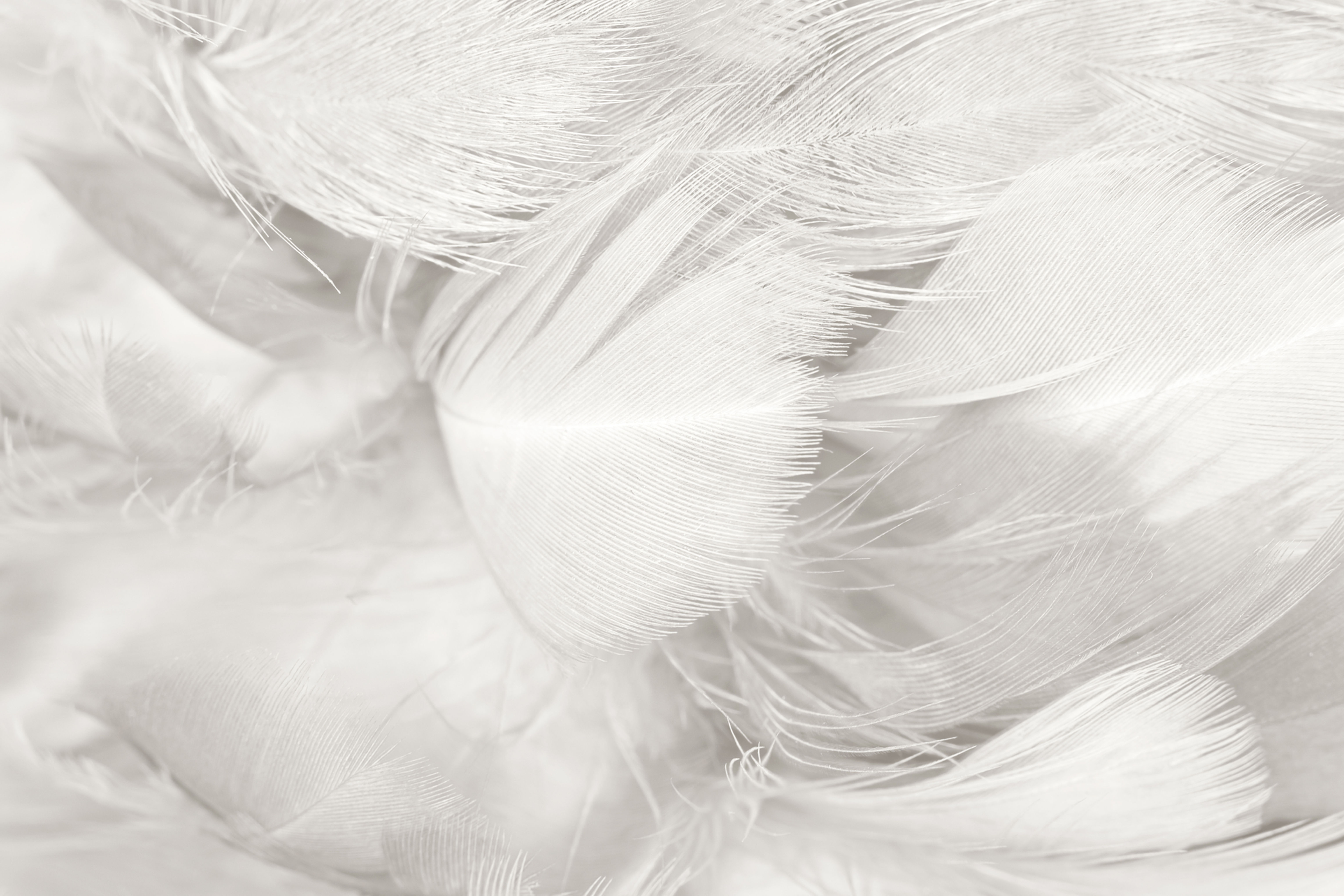 White Feathers