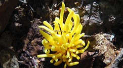 Bay of Fundy - funghi