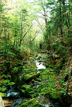 Bay of Fundy torrente bis.jpg