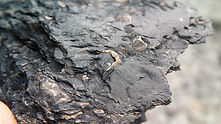 Fossil Cliffs - carbone fossile