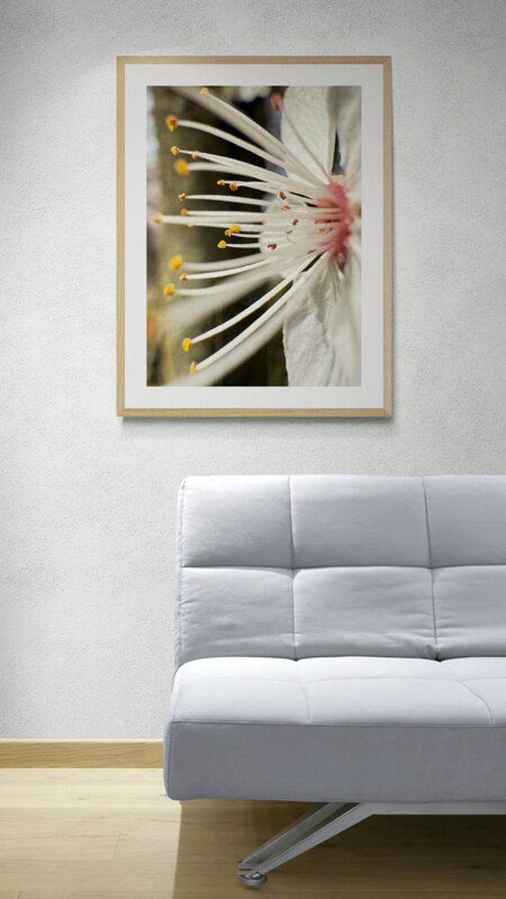 BLOSSOM