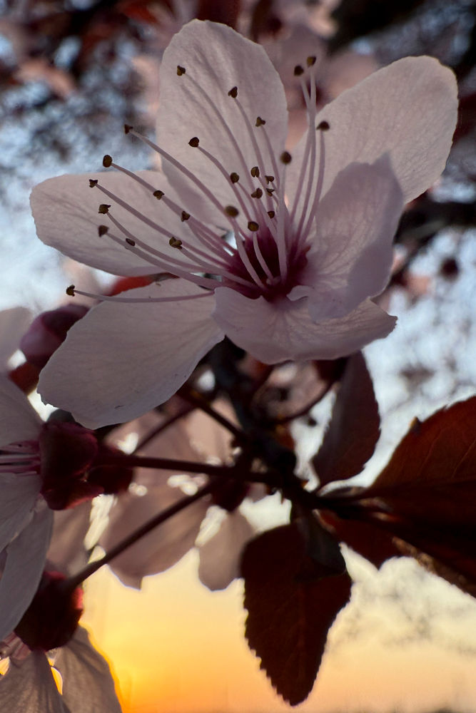 Miniaturbild: BLOSSOM