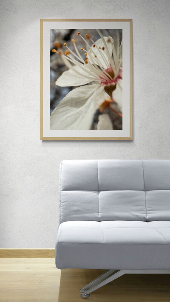 BLOSSOM