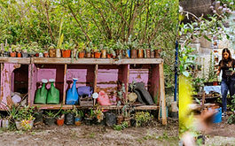 Jardines de flores nativas podrían salvar a colibríes mexicanos