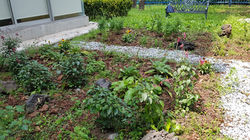 Proyecto: "Jardín para Colibríes"