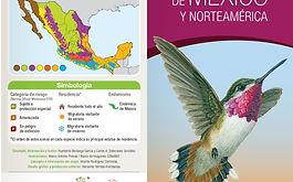 Guía de Colibríes de México y Norteamérica de CONABIO