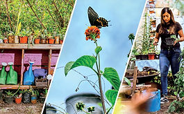 Tus ‘amarres’ de amor acaban con los colibríes, pero este proyecto busca salvarlos